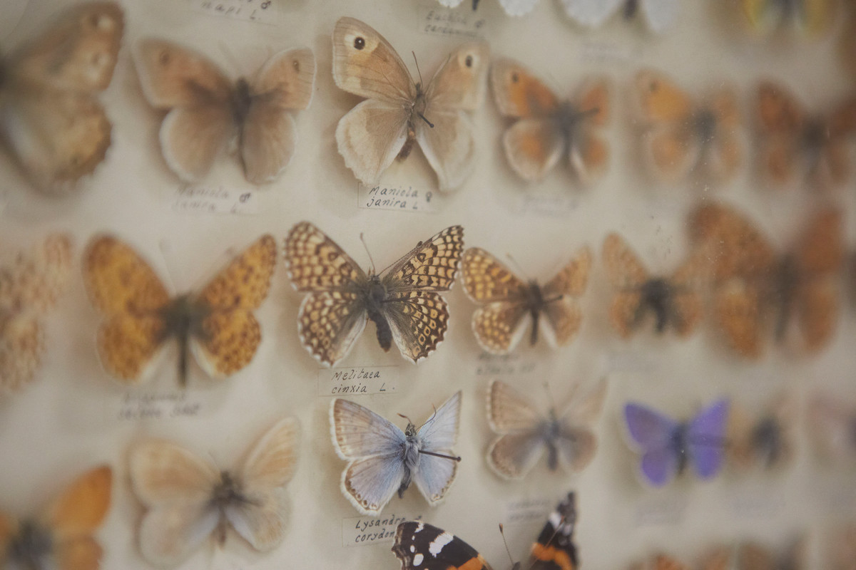 butterfly specimens